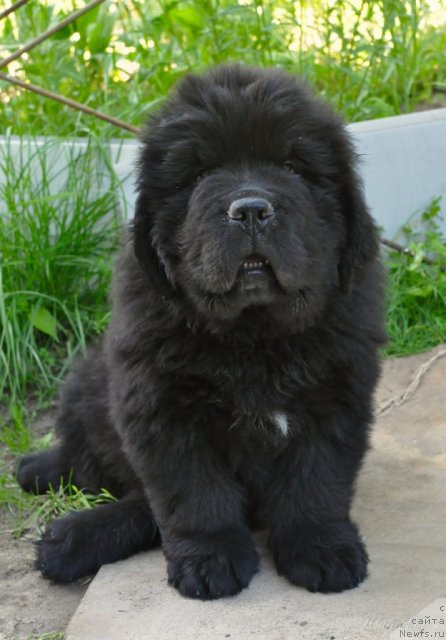 Фото: ньюфаундленд Бегущая по Волнам Зодиак (Beguschaya po Volnam Zodiak)