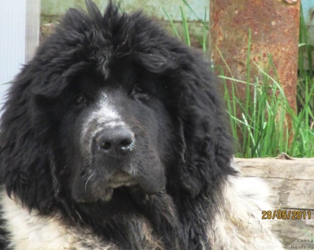 Фото: ньюфаундленд Супер Бизон Екатеринбург (Super Bizon Ekaterinburg)