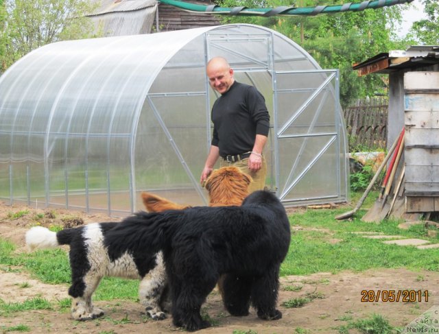 Фото: Алексей Нистратов, ньюфаундленд Их Высочество Владлена Маджикс, ньюфаундленд Супер Бизон Екатеринбург (Super Bizon Ekaterinburg), ДАНИК