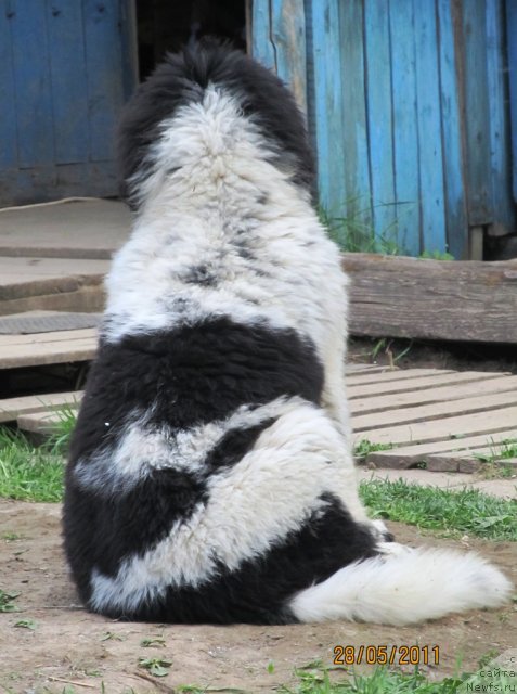 Фото: ньюфаундленд Супер Бизон Екатеринбург (Super Bizon Ekaterinburg)