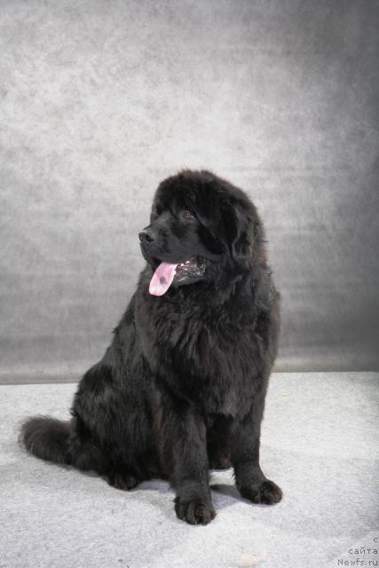 Фото: ньюфаундленд Vein Vest