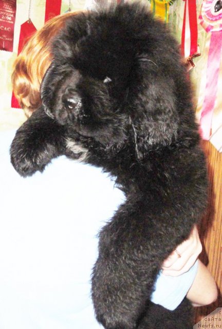 Фото: Бегущая по волнам ЗУМ ЗУМ