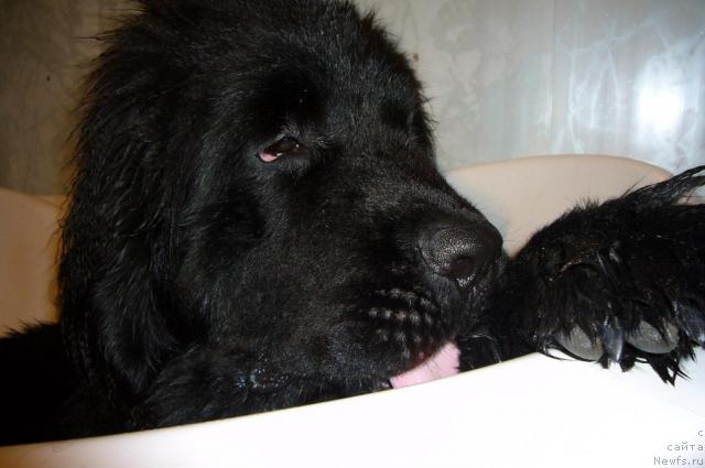 Фото: ньюфаундленд Топтыжка Норд, Евгений Разинков