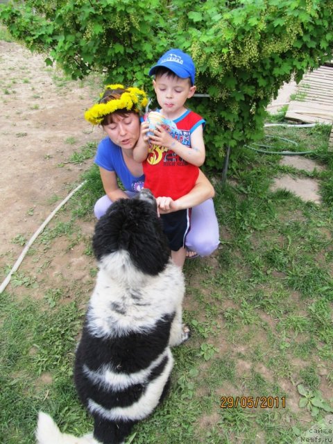 Фото: Ирина Нистратова, ньюфаундленд Супер Бизон Екатеринбург (Super Bizon Ekaterinburg), Славяшка