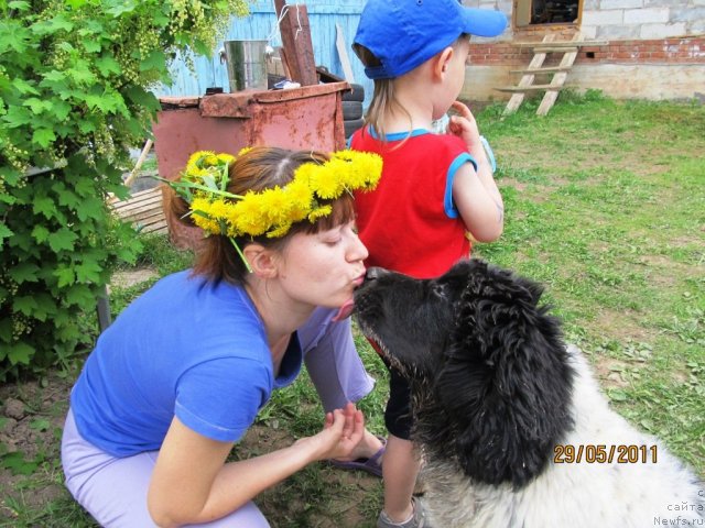 Фото: ньюфаундленд Супер Бизон Екатеринбург (Super Bizon Ekaterinburg)