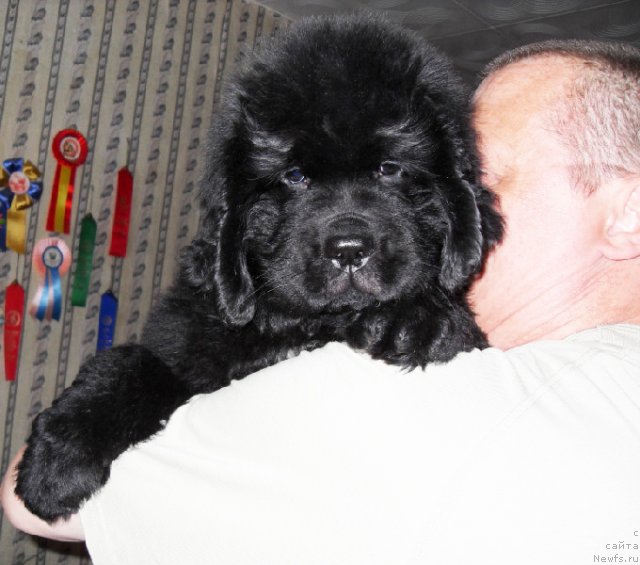 Фото: Бегущая по волнам ЗЕФИРИН ДРУЭН