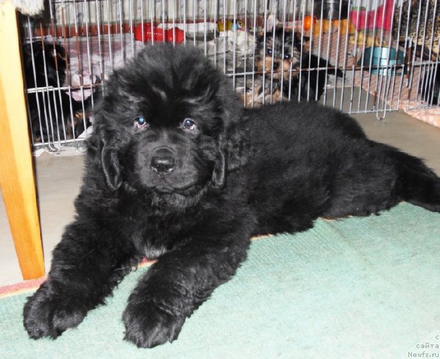 Фото: Бегущая по волнам ЗЕФИРИН ДРУЭН