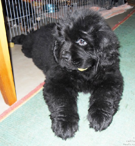 Фото: Бегущая по волнам ЗЕФИРИН ДРУЭН