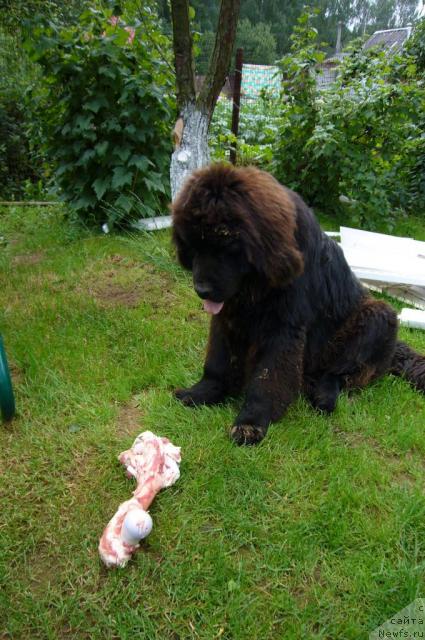 Фото: ньюфаундленд Топтыжка Норд, Евгений Разинков