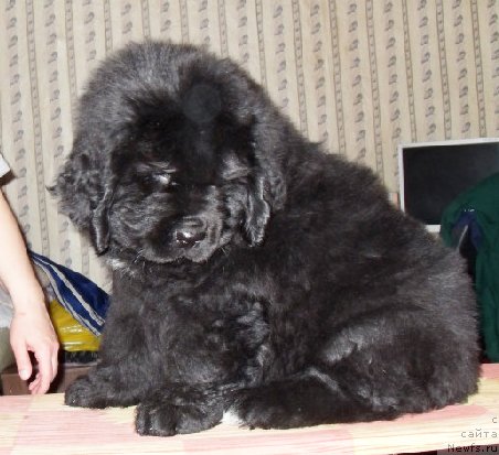 Фото: Бегущая по волнам ЗЕФИРИН ДРУЭН