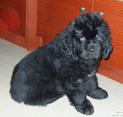 Фото: Бегущая по волнам ЗЕФИРИН ДРУЭН