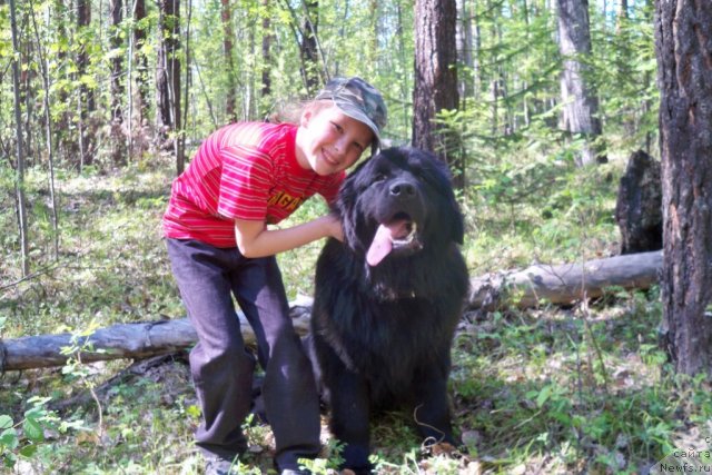 Фото: ньюфаундленд Смигар Волна Успеха