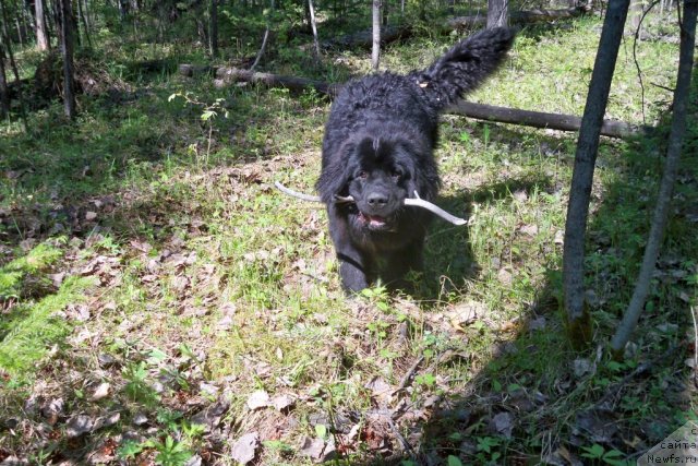 Фото: ньюфаундленд Смигар Волна Успеха