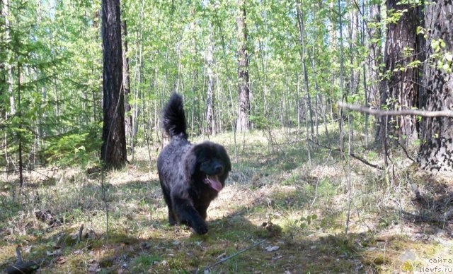 Фото: ньюфаундленд Смигар Волна Успеха