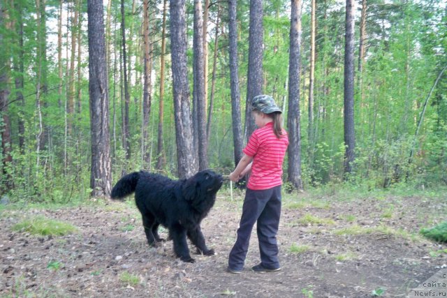 Фото: ньюфаундленд Смигар Волна Успеха