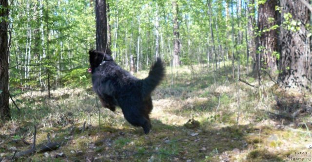 Фото: ньюфаундленд Смигар Волна Успеха