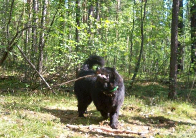 Фото: ньюфаундленд Смигар Волна Успеха
