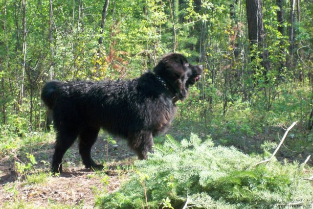 Фото: ньюфаундленд Смигар Волна Успеха