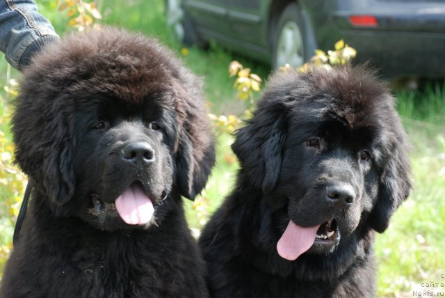 Фото: ньюфаундленд Смигар Гордон-Феллоу (Smigar Gordon Fellow), ньюфаундленд Смигар Галакси Шелл Вин (Smigar Galaxsy Shall Win)