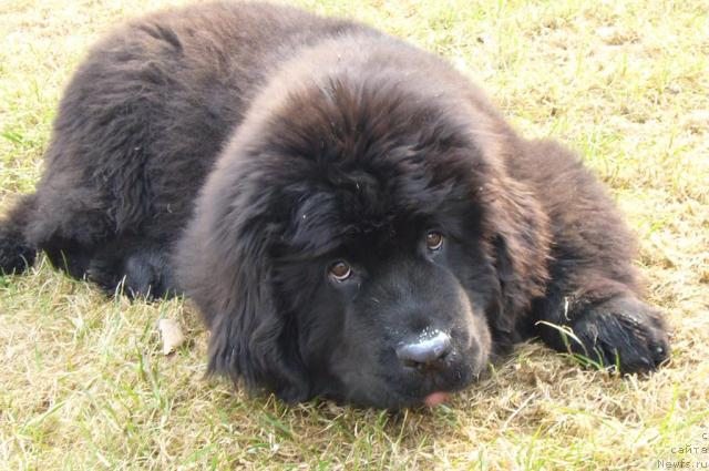 Фото: ньюфаундленд Топтыжка Норд, Евгений Разинков