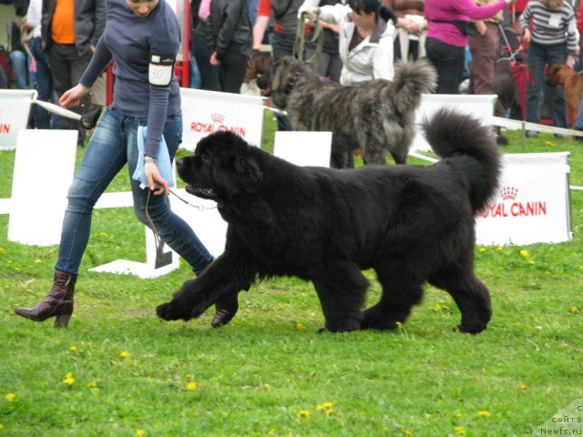 Фото: ньюфаундленд King of Helluland Ice Queen