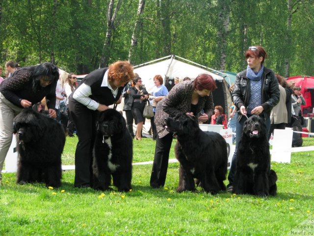 Фото: ньюфаундленд Смигар Нансен Неустрашимый (Smigar Nansen Neustrashimy), ньюфаундленд Смигар Шаловливый Медведь (Smigar Shalovlivy Medved), ньюфаундленд Бьянка Седьмое Чудо Света, ньюфаундленд Барбара Черный Брильянт