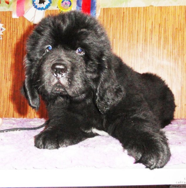 Фото: Бегущая по волнам ЗУРБАГАН