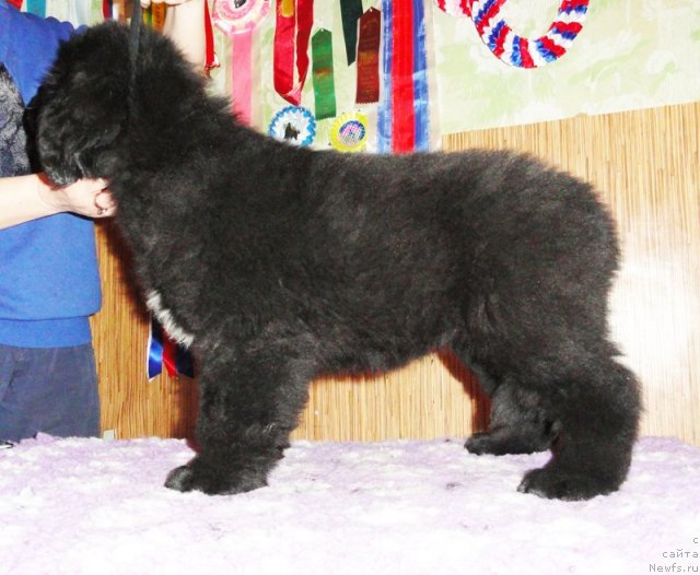 Фото: ньюфаундленд Бегущая по Волнам Зурбаган (Beguschaya po Volnam Zurbagan)