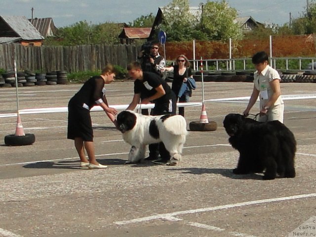 Фото: ньюфаундленд Аквиан Сонг Зефир, ньюфаундленд Барышня