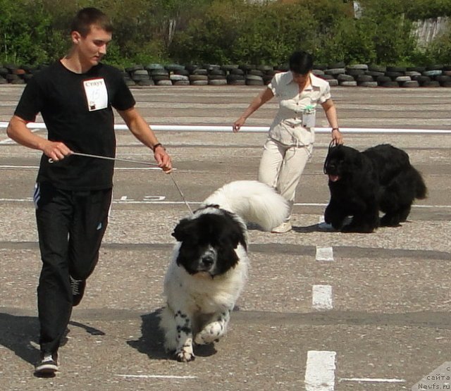 Фото: ньюфаундленд Аквиан Сонг Зефир, ньюфаундленд Барышня