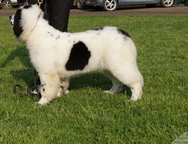 Фотография № 68330