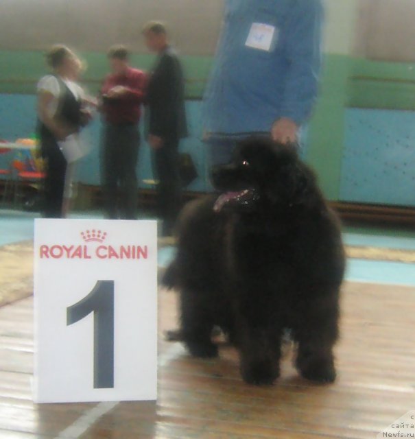 Фото: ньюфаундленд Большая Медведица из Тихого Омута (Bolshaya Medveditsa iz Tihogo Omuta)