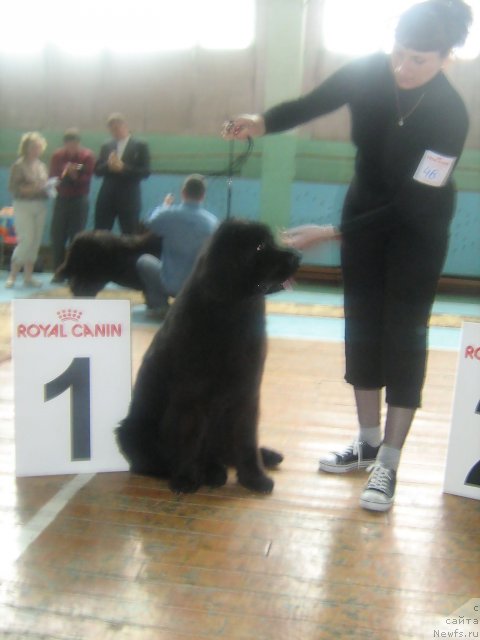 Фото: ньюфаундленд Only For You Tender Ebony