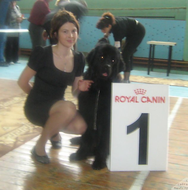 Фото: ньюфаундленд Их Высочество Виола Жанмоника (Ih Visochestvo Viola Zhanmonika)