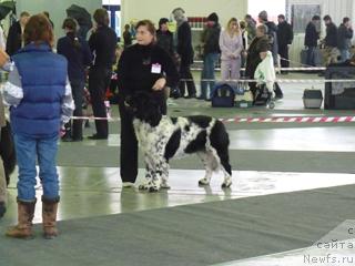 Фото: ньюфаундленд Плюшевая Панда Дэбра (Plushevaya Panda Debra)