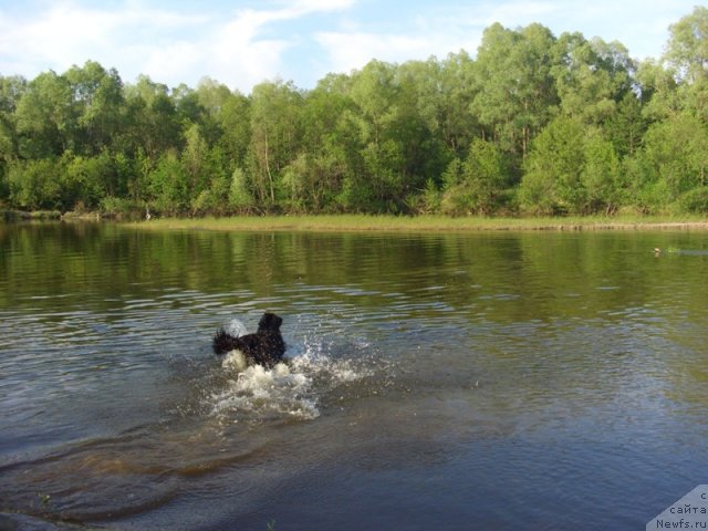 Фото: ньюфаундленд Барышня