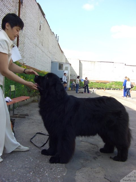 Фото: ньюфаундленд Барышня, Галия