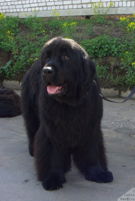 Фото: ньюфаундленд Барышня