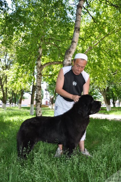 Фото: ньюфаундленд Бегущая по Волнам Хаста ла Виста (Beguschaya po Volnam Hasta la Vista)