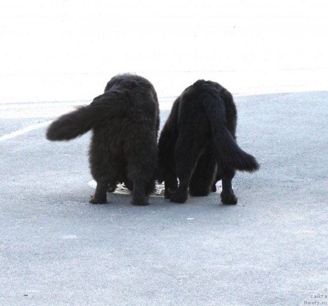 Фото: ньюфаундленд Смигар Галакси Шелл Вин (Smigar Galaxsy Shall Win), ньюфаундленд Ohoi's Jet Set