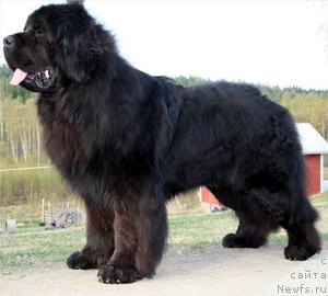 Фото: ньюфаундленд Kloofbears Lauri Torn Bernoban