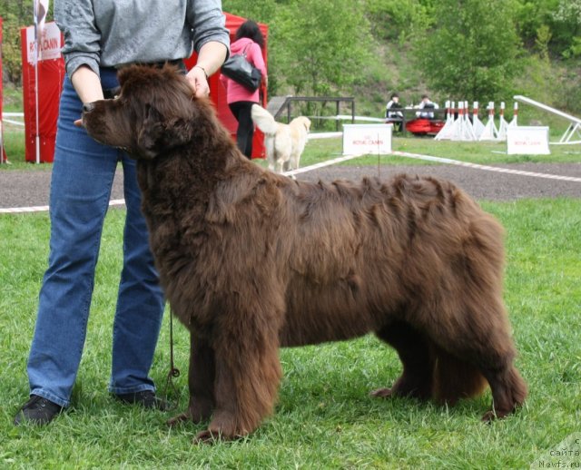 Фото: ньюфаундленд Фанньюф Госпожа Удача (Funnewf Gospozha Udacha), Наталья Малинина