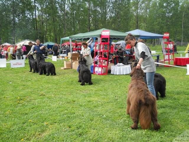 Фото: ньюфаундленд Фанньюф Госпожа Удача (Funnewf Gospozha Udacha), Юлиана Никифорова