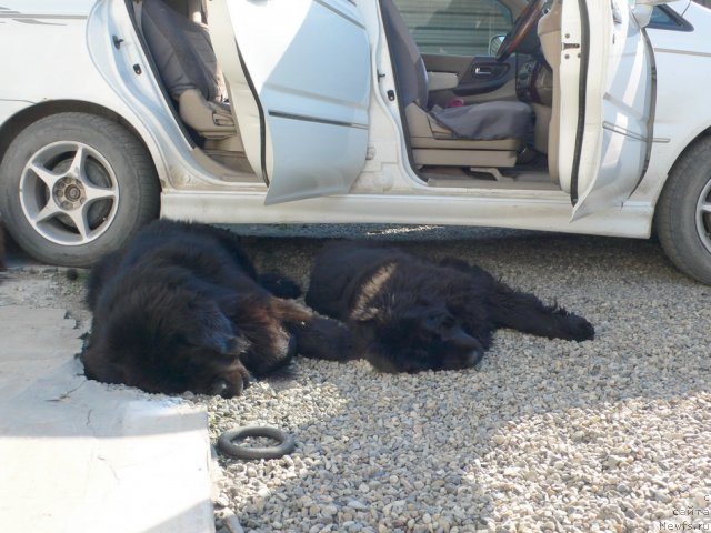 Фото: ньюфаундленд Веридан Звездный Путь, ньюфаундленд I'm Little Princess Midnight Bear