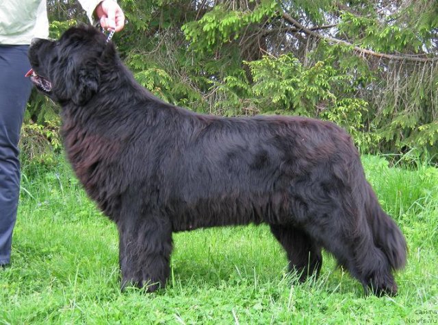 Фото: ньюфаундленд Плюшевая Панда Светская Львица (Plushevaya Panda Svetskaja Lviza)