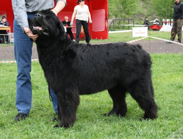 Фото: ньюфаундленд Фанньюф Улетная Девчонка (Funnewf Uletnaya Devchenka), кусочек [p1115]