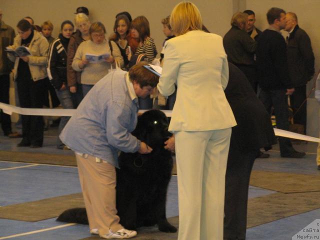 Фото: ньюфаундленд Смигар Ефертити Египетская Жрица