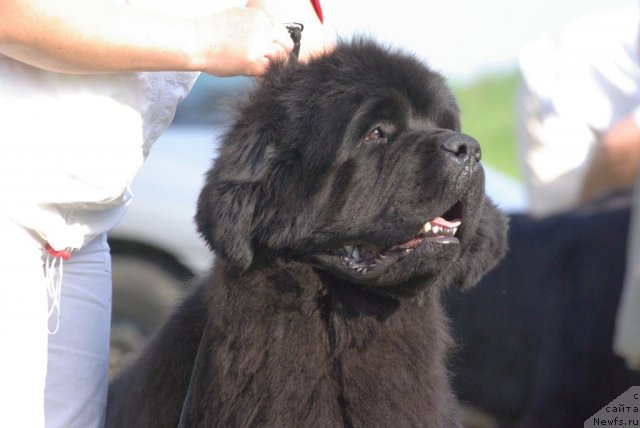 Фото: ньюфаундленд Bowaters Braveheart Nuo Ozo Kalvu