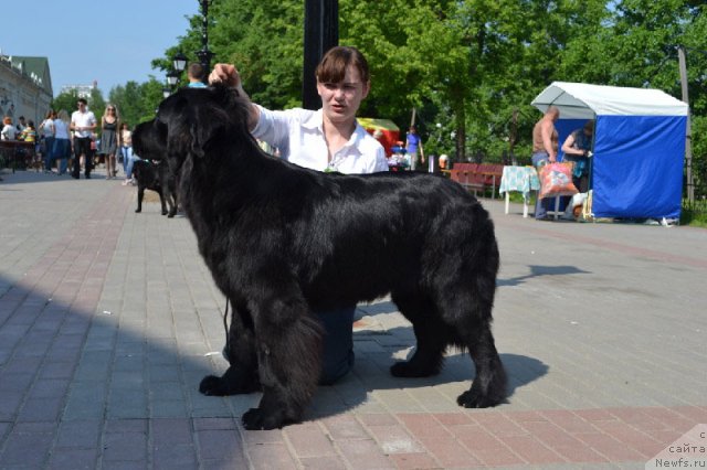 Фото: ньюфаундленд Потап Ярика (Potap Yarika)