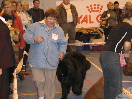 Фото: ньюфаундленд Смигар Ефертити Египетская Жрица